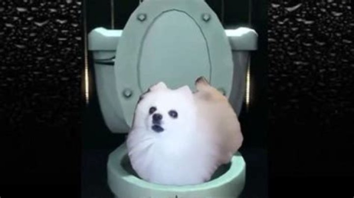 The Hilarious and Original Skirby Dog Video